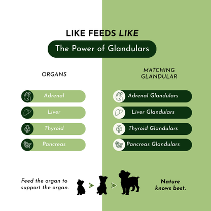 Holistic Total Body Support Multivitamin Glandular Support For Dogs And Cats