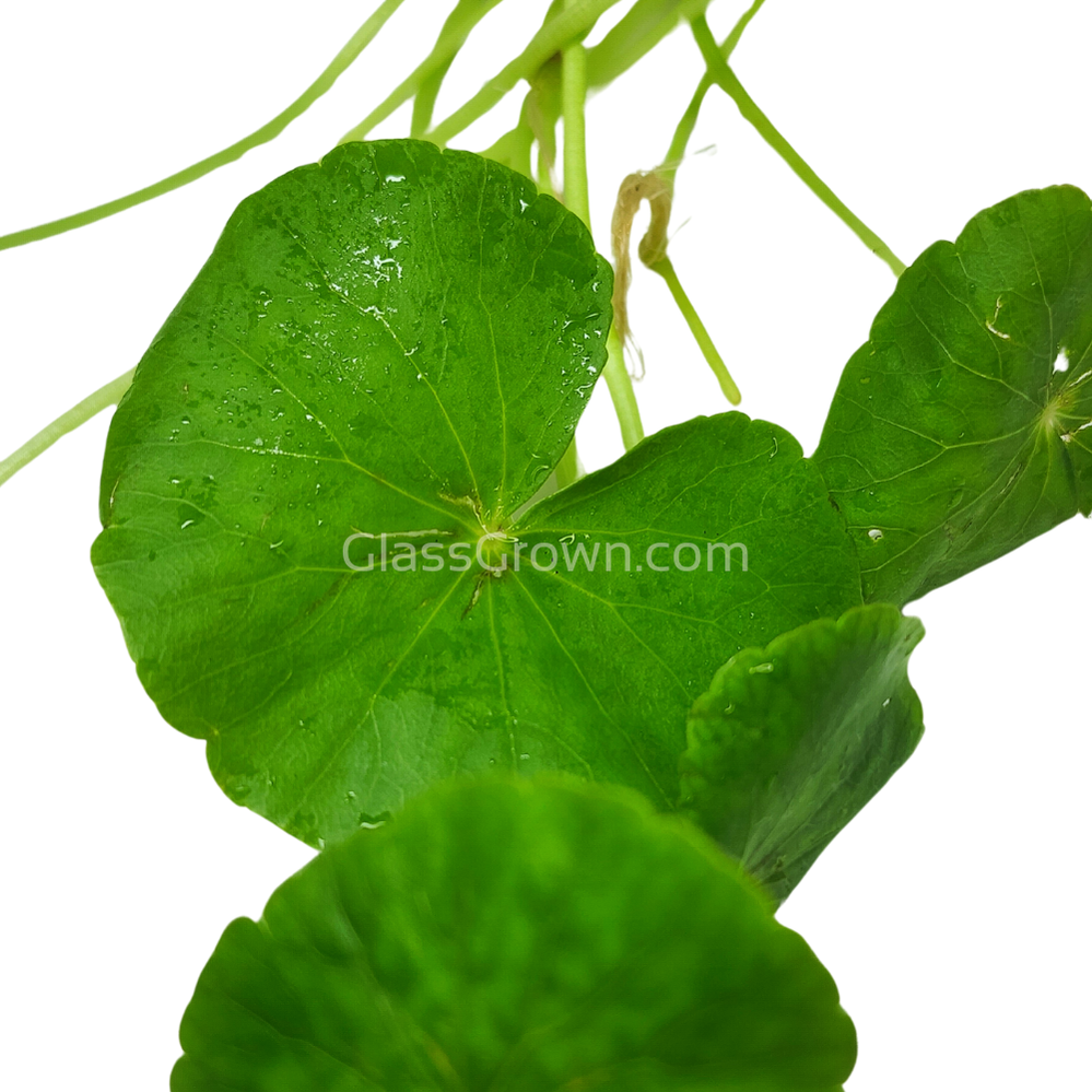 Brazilian Pennywort