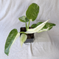 Philodendron Jose Buono