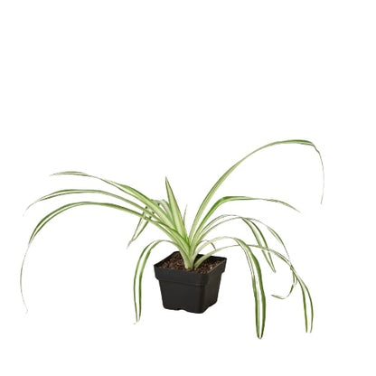Reverse Spider Plant (Chlorophytum comosum) – Multiple Sizes & Pot Options