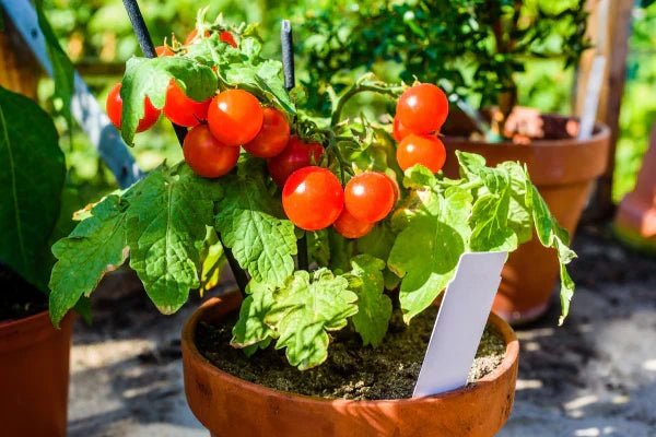 Cherry Tomato Plants Bare Root Starter Set – Solanum lycopersicum Sweet Red, Easy to Grow, High Yield, Garden Vegetable