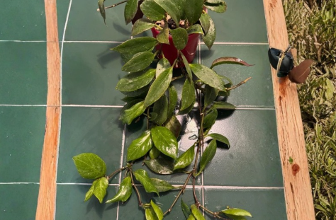 Hoya Sunrise Single Node Cutting – Unrooted Live Propagation Plant for Indoor Trailing Houseplant