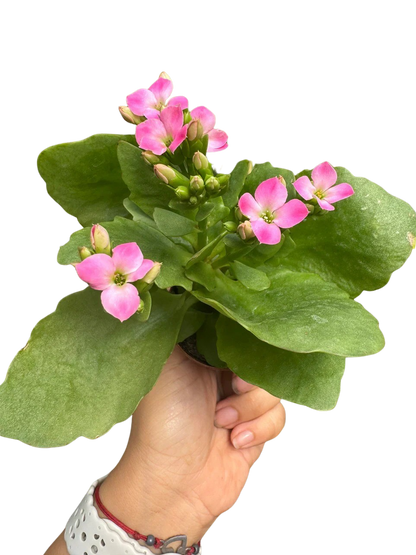 Kalanchoe 'Blossfeldiana'