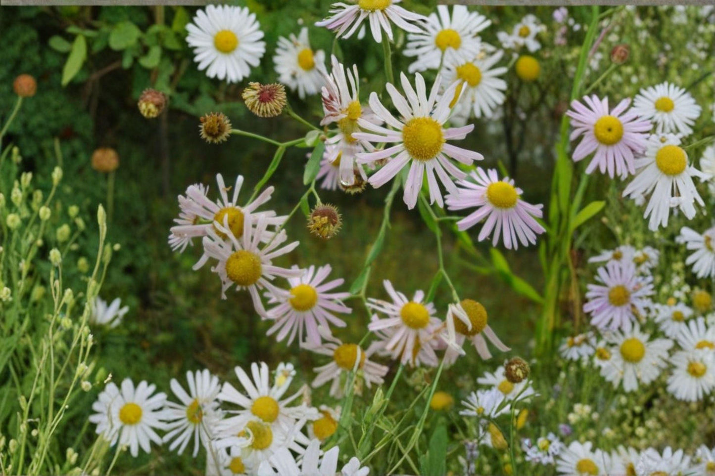 500 Boltonia decurrens Seeds – Native Wildflower for Wetlands, Rain Gardens, Pollinators, Daisy-like White Flowers