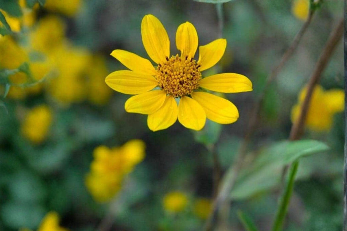 Showy Goldeneye Seeds – Heliomeris multiflora – Drought Tolerant Wildflower – Yellow Blooms – Native Sunflower Seeds
