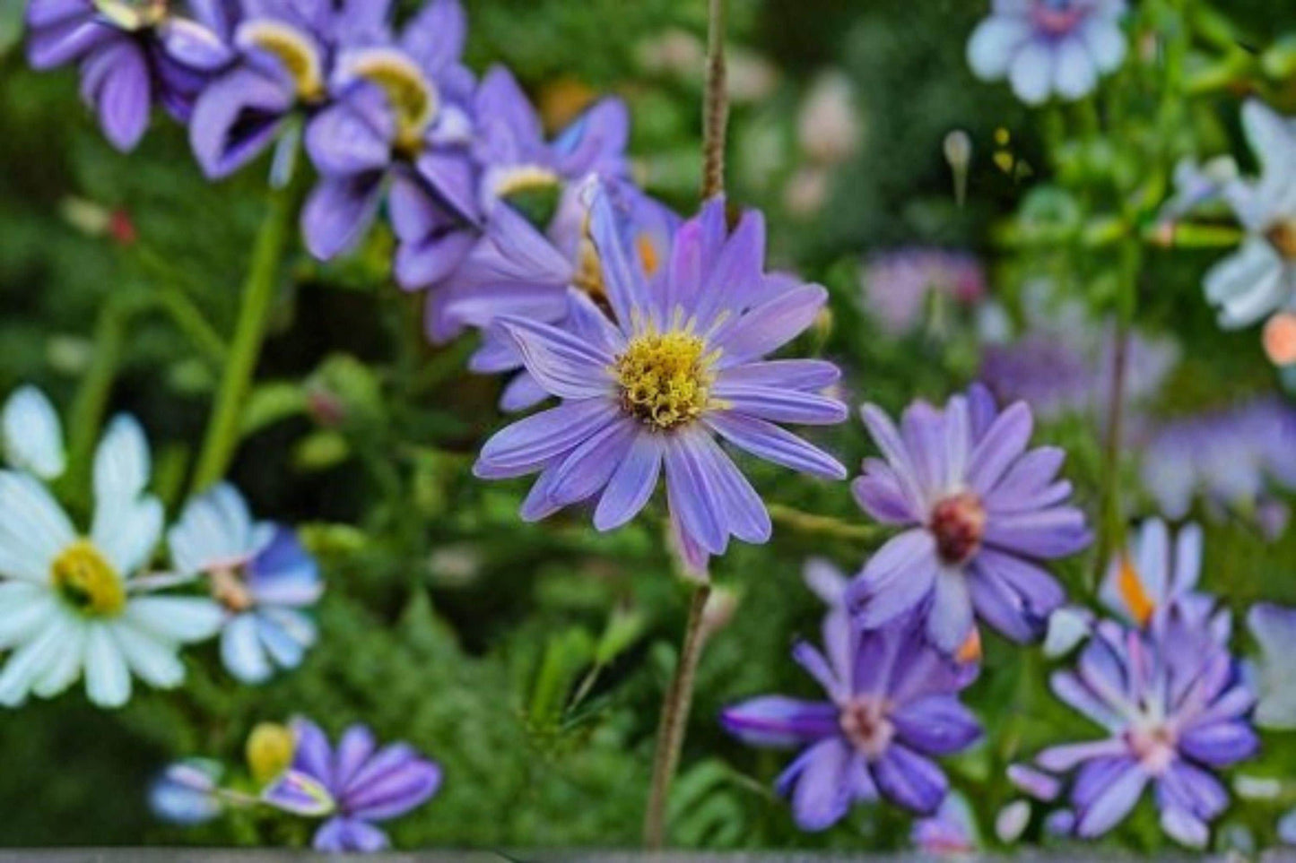 100 Short's Aster Seeds – Symphyotrichum shortii Native Pollinator Flower for Late Summer Blooming Gardens