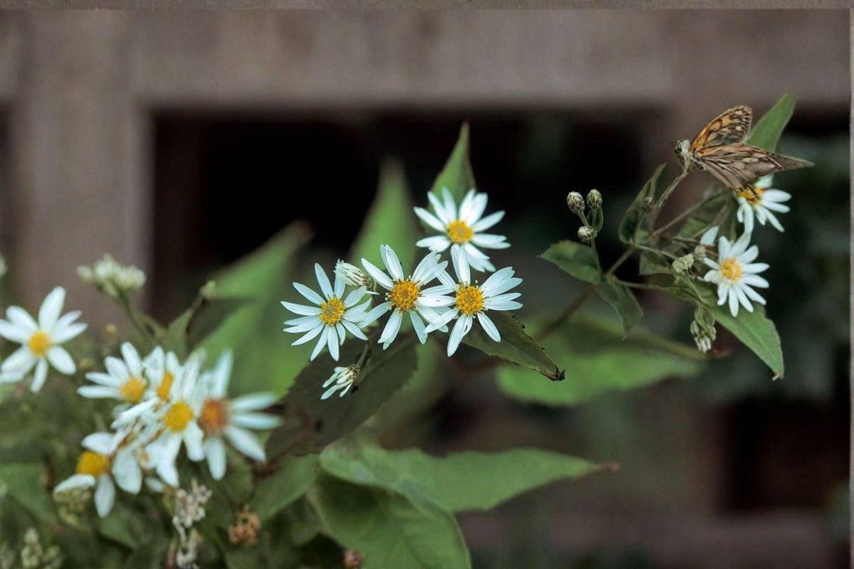 100 Schrebers Wood Aster Seeds – Eurybia schreberi Native Perennial Wildflower for Shade Gardens