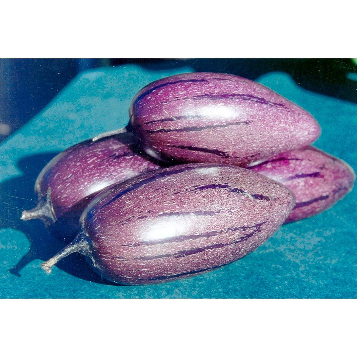 Purple 'Stripey' Pepino Melon Cuttings - Unrooted Solanum Muricatum, Edible Fruit, Rare Garden Plant, Melon Pear, Cucumber, Fruit Plant