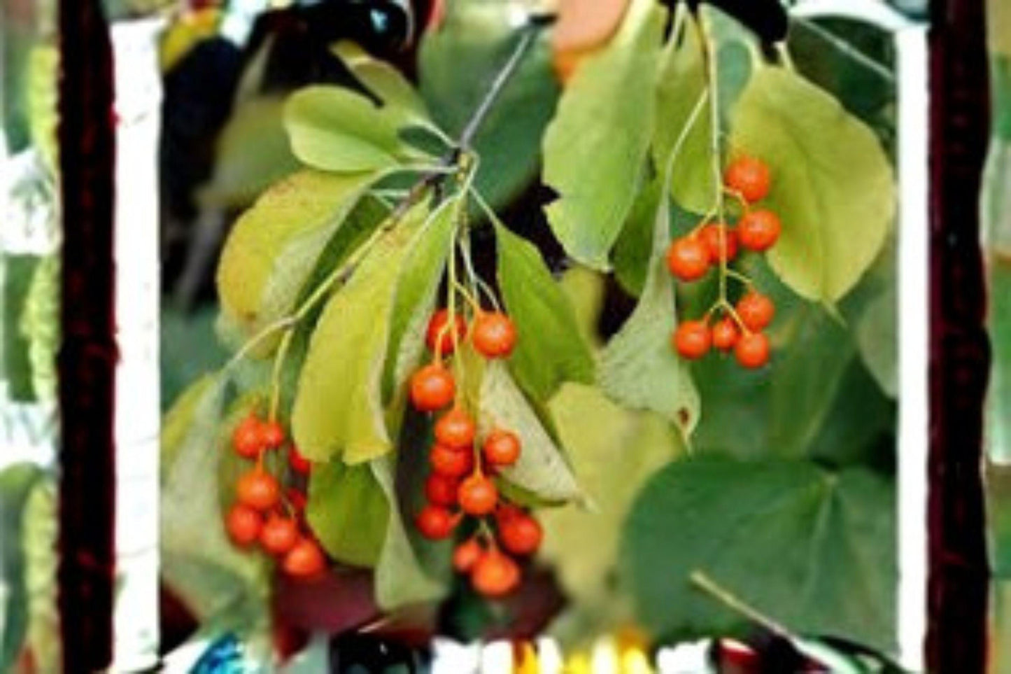 American Bittersweet Seeds - Native Climbing Vine with Orange Berries, Celastrus scandens, for Gardens & Landscaping