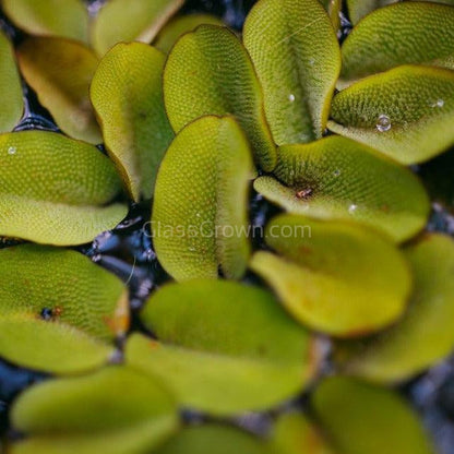 Salvinia Minima 4oz Portion