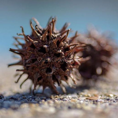 Sweet Gum Pods 3 Pack