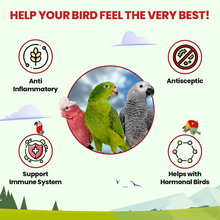 Rising Phoenix Parrot Tea