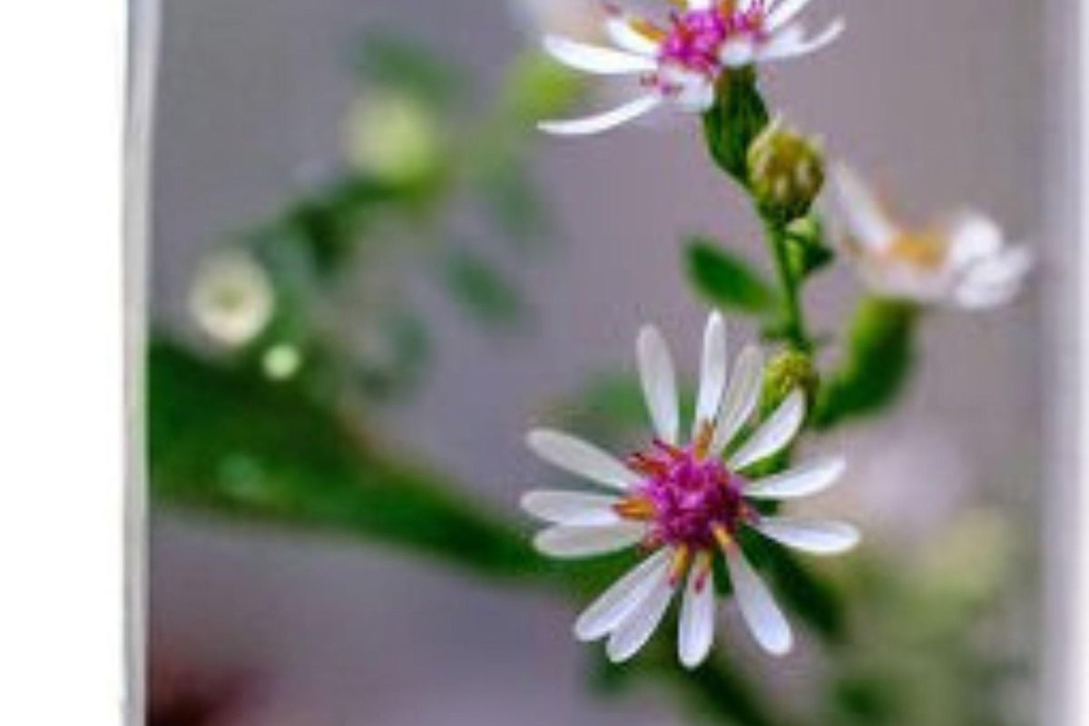 Calico Aster Seeds – Symphyotrichum lateriflorum – Native Wildflower for Pollinators, Woodland Gardens, Borders (100 Seeds)