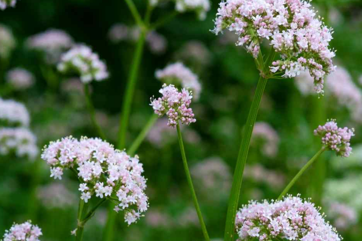 Society Garlic Seeds - 15 PCS Heirloom Tulbaghia Violacea for Zones 7-11