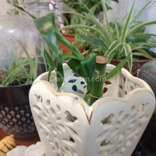 Lucky Bamboo Plant