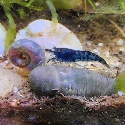 Blue Dream Dwarf Shrimp 10+ Pack