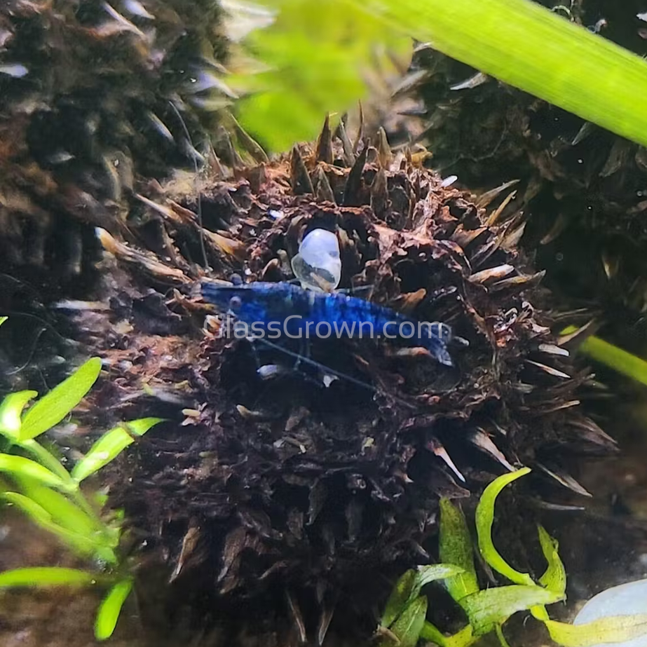 Blue Dream Dwarf Shrimp 10+ Pack