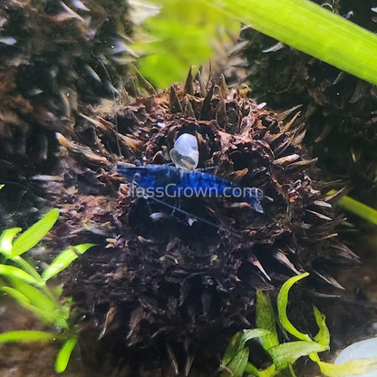 Blue Dream Dwarf Shrimp 10+ Pack