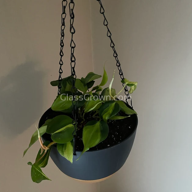 Philodendron 'Brasil'