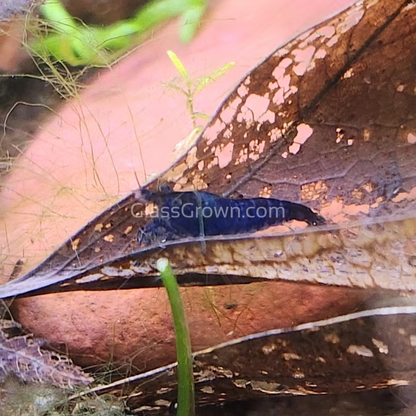 Blue Dream Dwarf Shrimp 10+ Pack