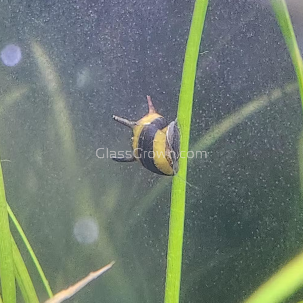 Bumblebee Horned Nerite Snail 3 Pack