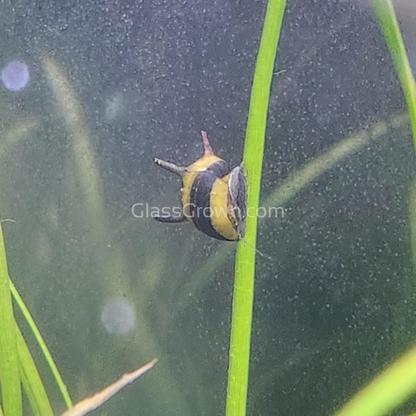 Bumblebee Horned Nerite Snail 3 Pack
