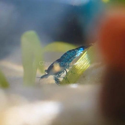 Blue Dream Dwarf Shrimp 10+ Pack