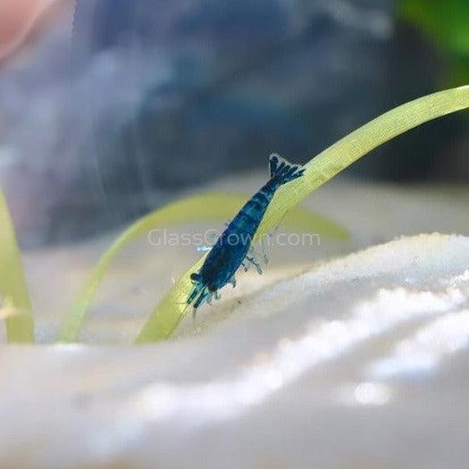 Blue Dream Dwarf Shrimp 10+ Pack