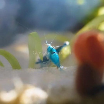 Blue Dream Dwarf Shrimp 10+ Pack