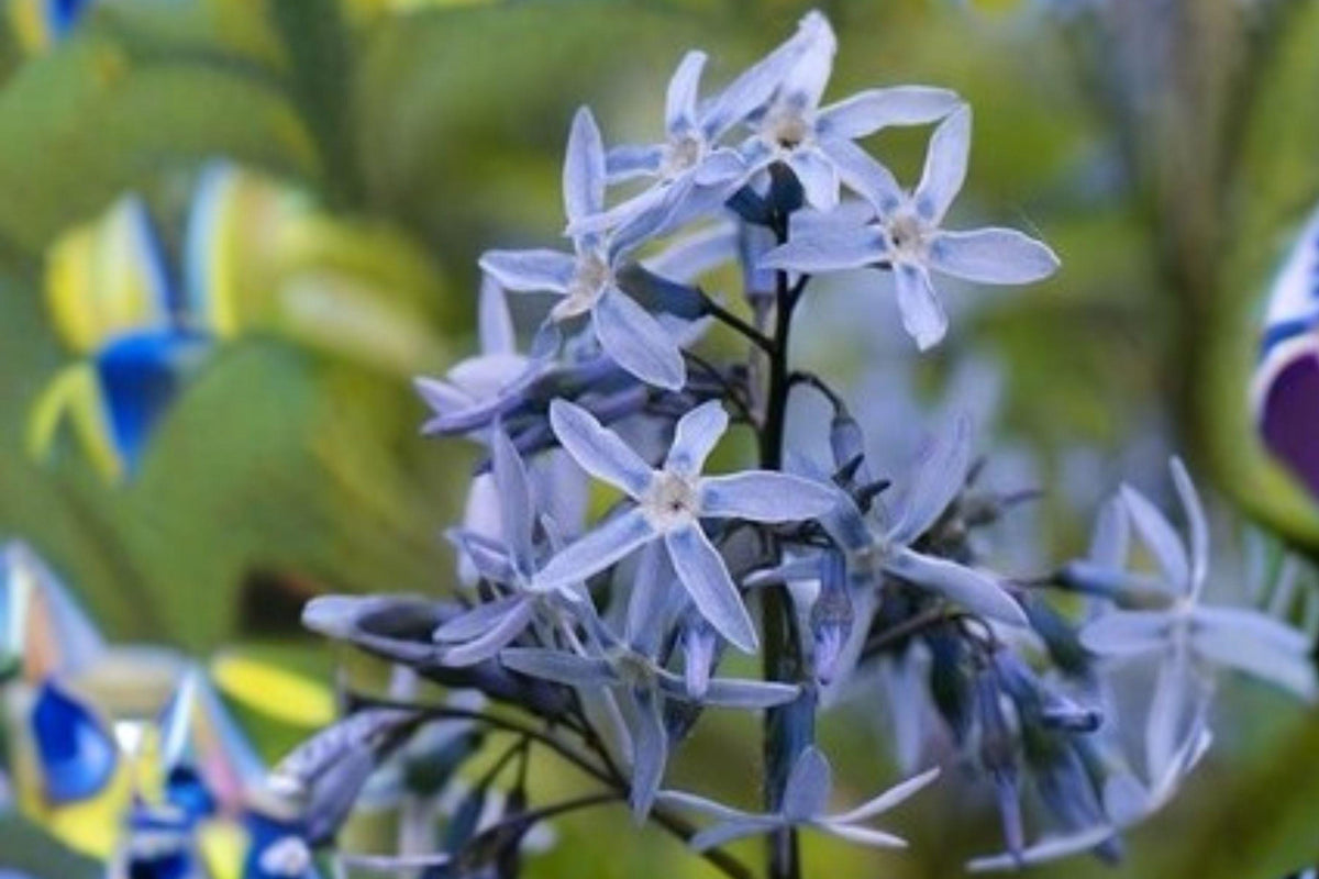 Eastern Bluestar Seeds – Amsonia tabernaemontana – Native Perennial with Blue Flowers – Pollinator Plant for Garden