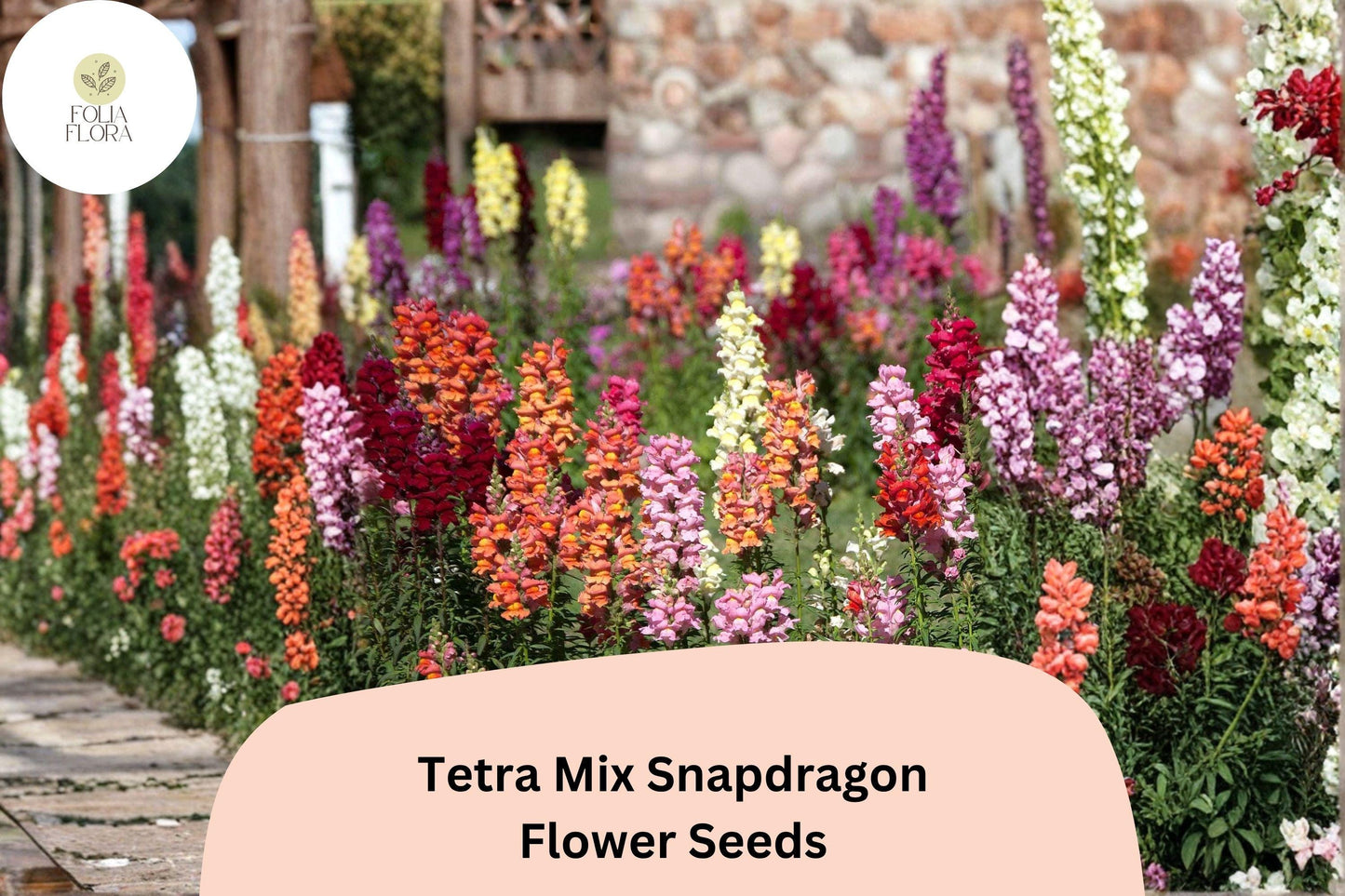 1000+ Tetra Mix Snapdragon Seeds | Antirrhinum majus | Colorful Annual Flowers for Beds, Borders & Containers
