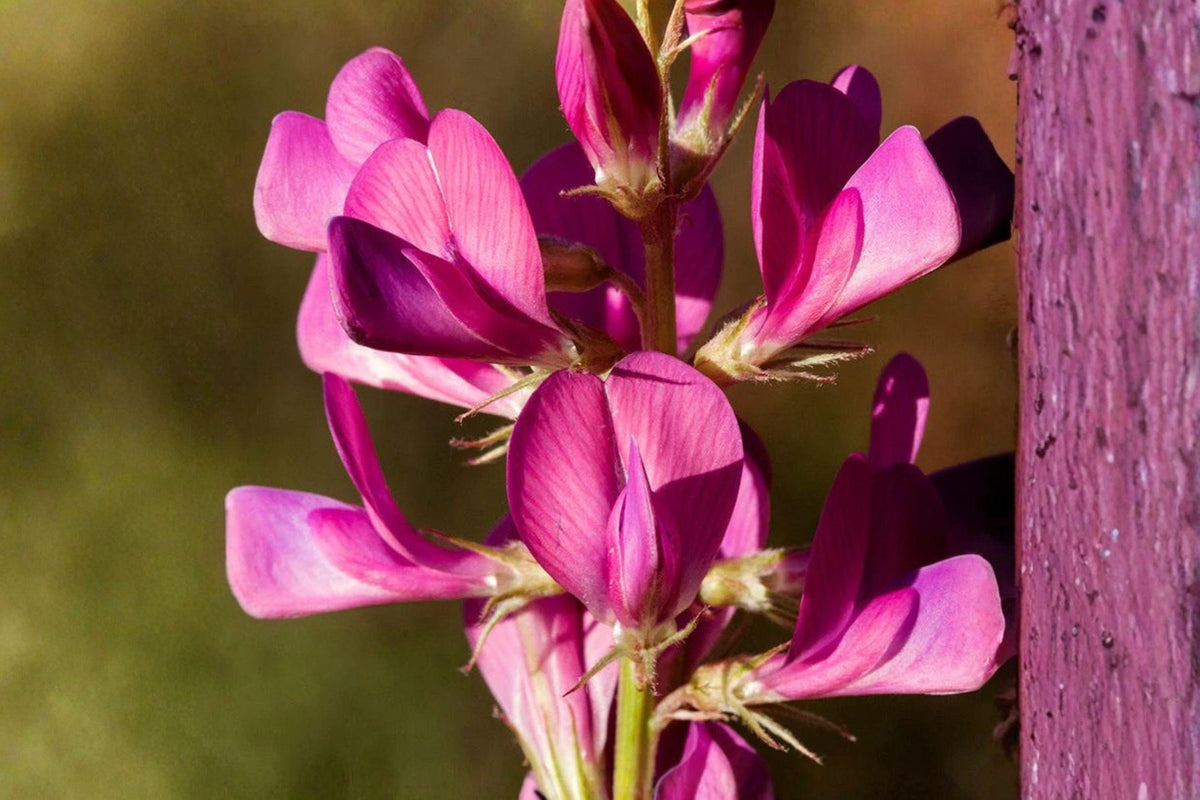 25 Seeds Hedysarum boreale Utah Sweetvetch Drought-Tolerant Native Wildflower for Pollinators