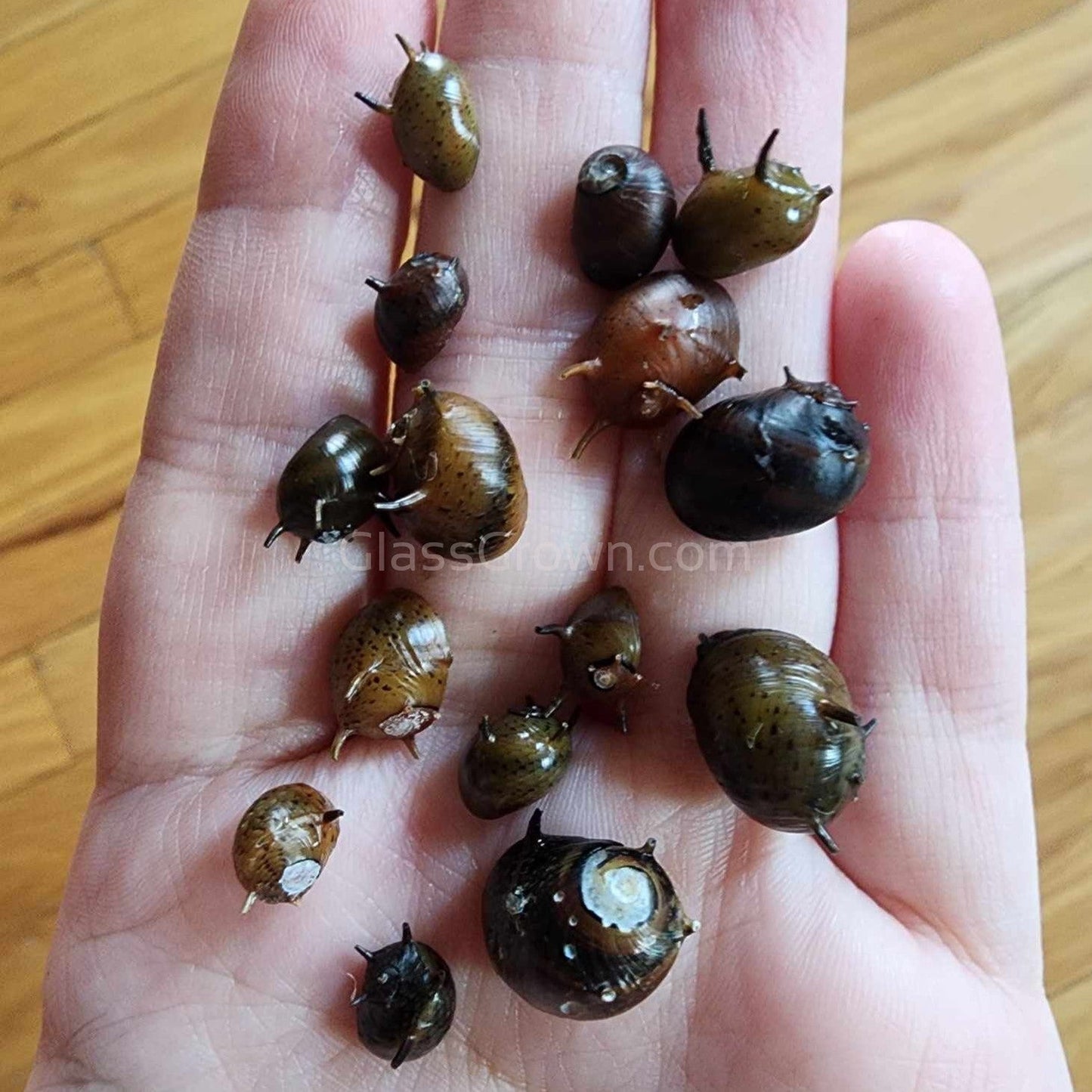 Three-Color Horned Nerite Snail 3 Pack