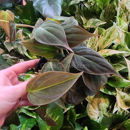 Philodendron Micans Stem Rooted Stems or Pots