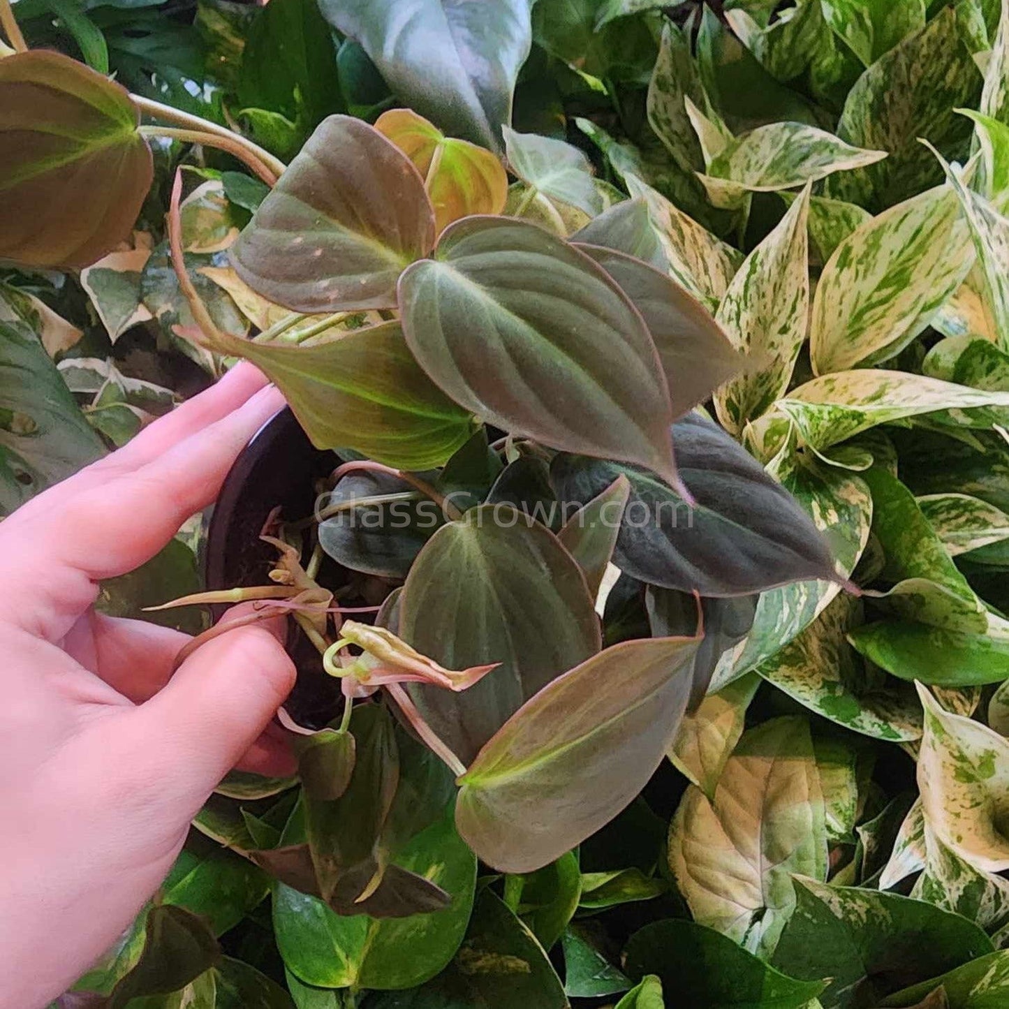 Philodendron Micans Stem Rooted Stems or Pots