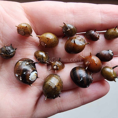 Three-Color Horned Nerite Snail 3 Pack