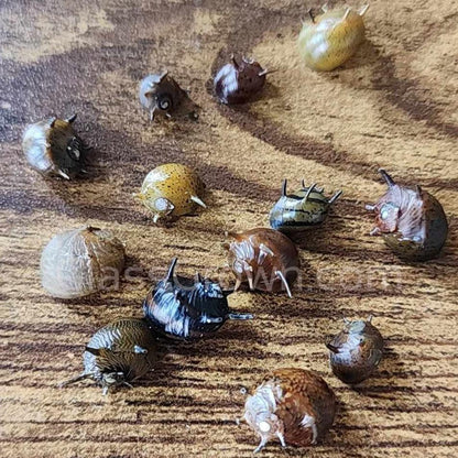 Three-Color Horned Nerite Snail 3 Pack