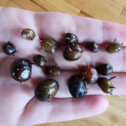 Three-Color Horned Nerite Snail 3 Pack