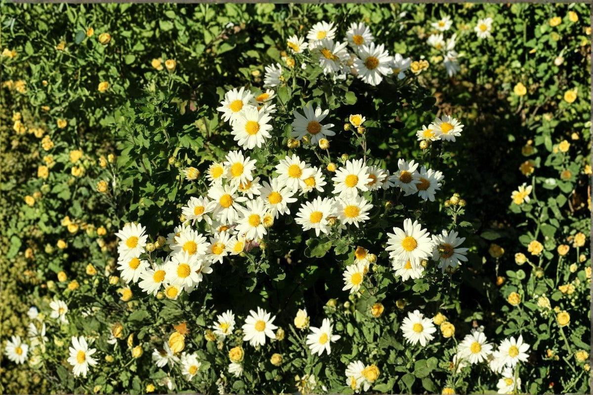 Creeping Daisy Seeds, Chrysanthemum paludosum, Low Growing White Flower, Annual Ground Cover, Bee-Friendly Garden Plant