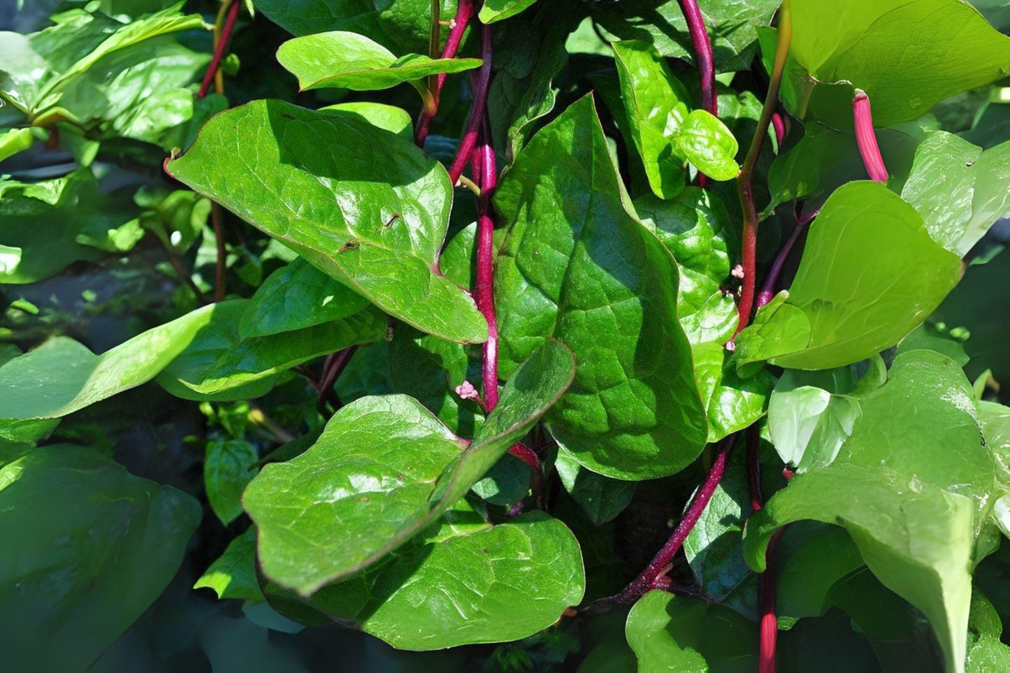 Malabar Spinach Red Stem Seeds, Climbing Vine, Edible Green Leaves, Basella alba var. rubra, Heirloom, Warm Climate Plant