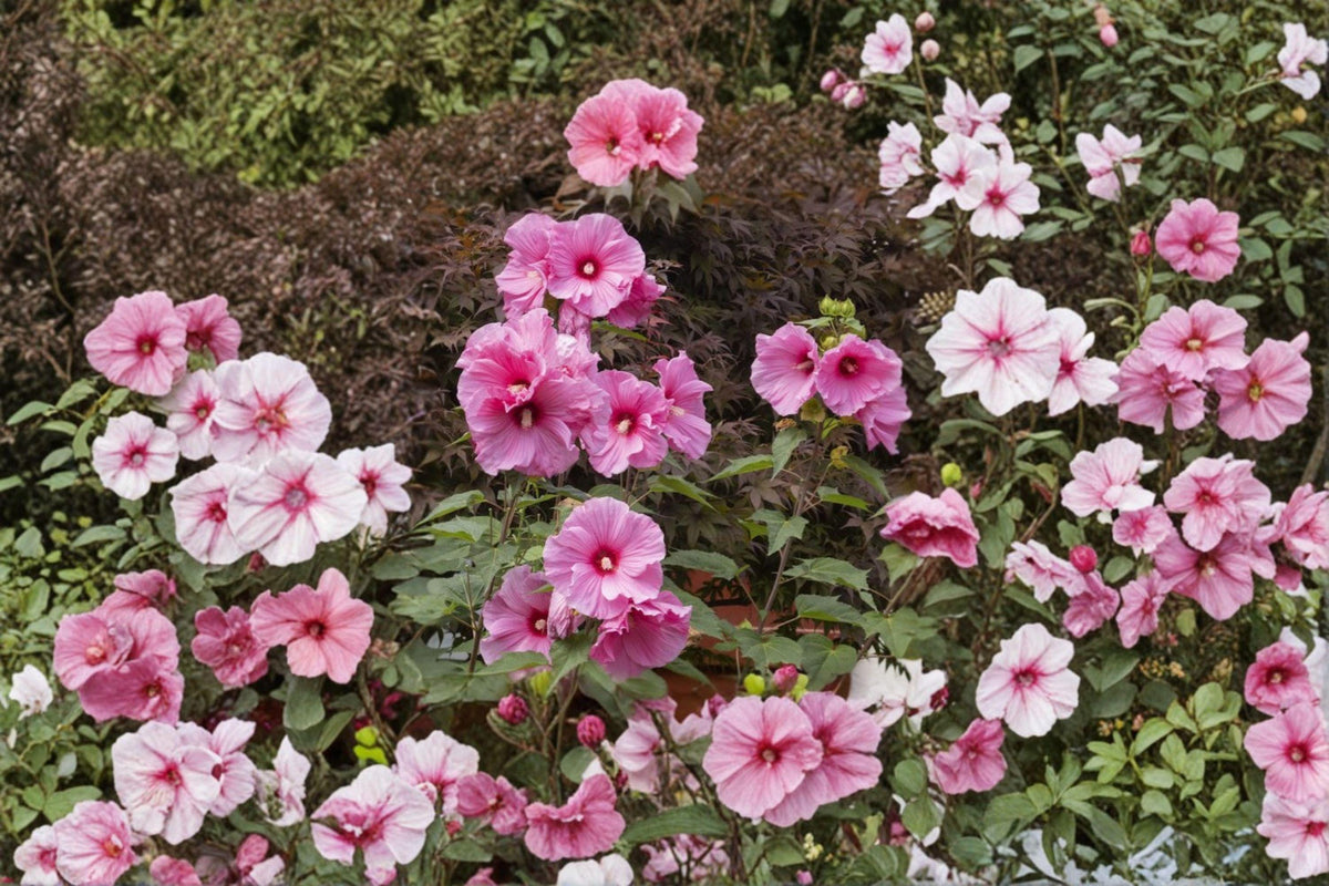 Swamp Rose Mallow Seeds – Hibiscus moscheutos Native Perennial Pink Flower Plant for Gardens and Wetlands
