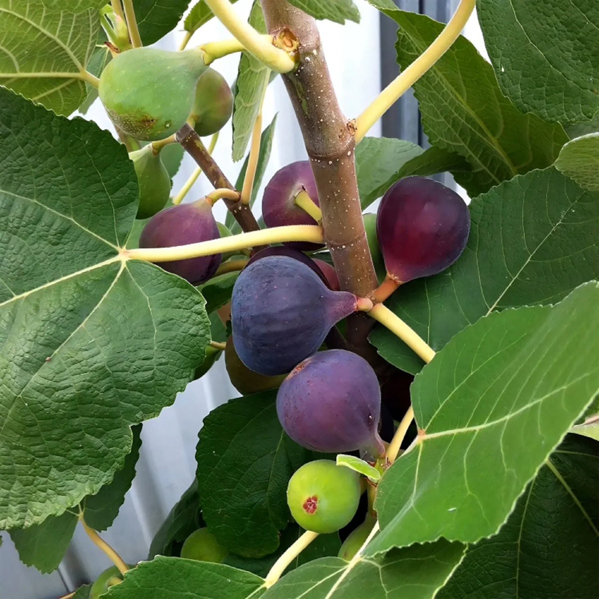 Chicago Hardy Fig Cuttings - 2 Unrooted 6-8" Ficus carica Cold Hardy Sweet Purple Figs for Northern Climates