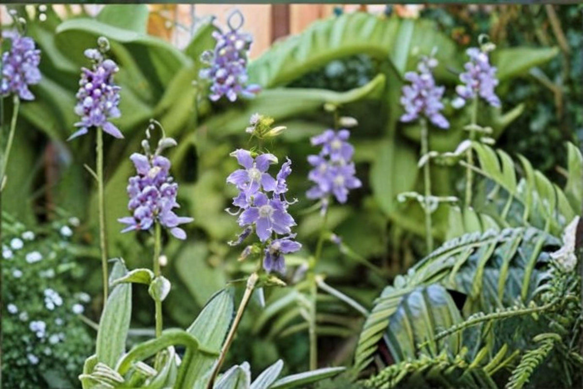 Tall Bellflower Seeds 500 Pack | Native Blue Wildflower for Pollinator Gardens | Campanula americana