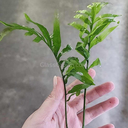 African Water Fern (Bolbitis Heudelotii)