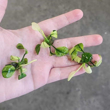 Anubias Nana Pinto
