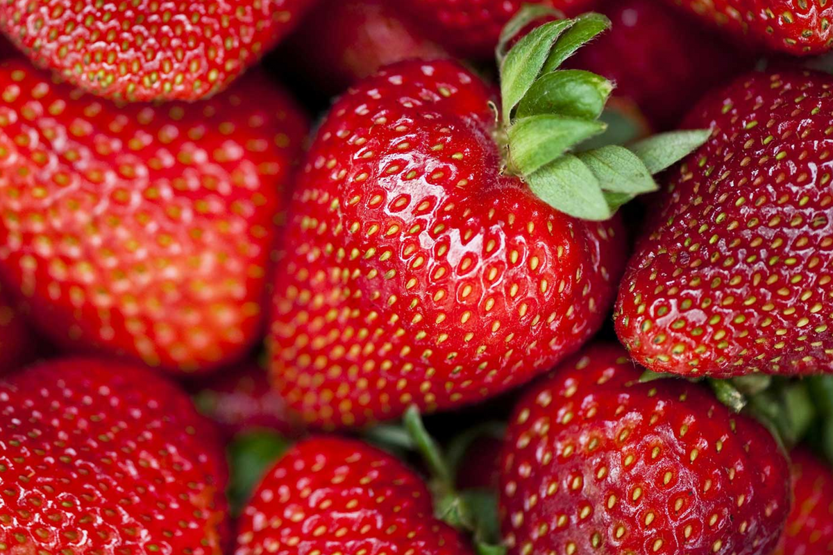 Albion Strawberry Plants - 10 Bare-Root Day-Neutral Plants, Large Sweet Berries