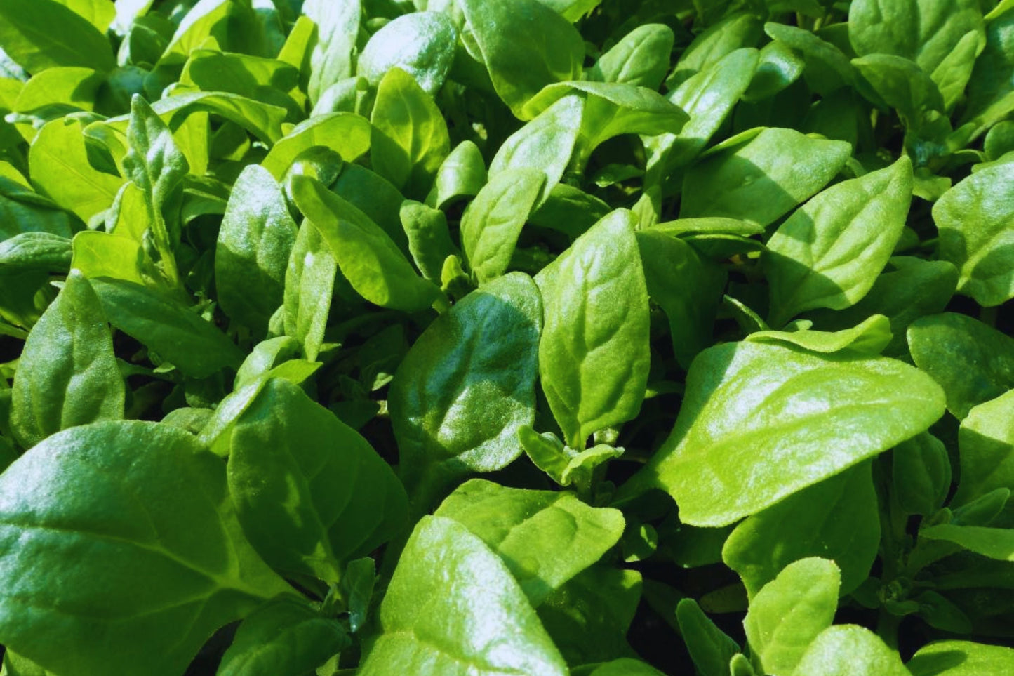 Non-GMO Spinach Seeds Bulk | New Zealand Spinach Tetragonia Tetragonioides | Organic, High Germination, Indoor & Outdoor Gardening
