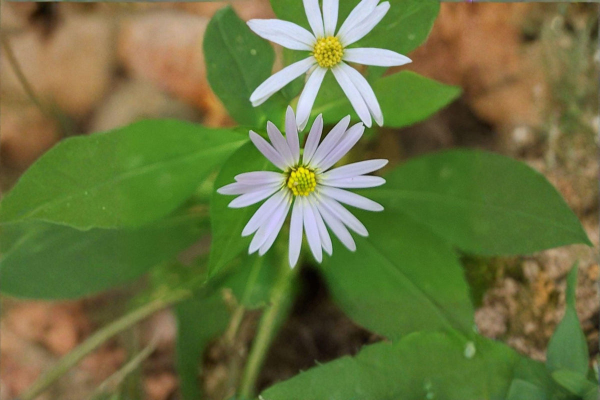 100 Crooked Stem Aster Seeds | Symphyotrichum prenanthoides Native Wildflower for Pollinators