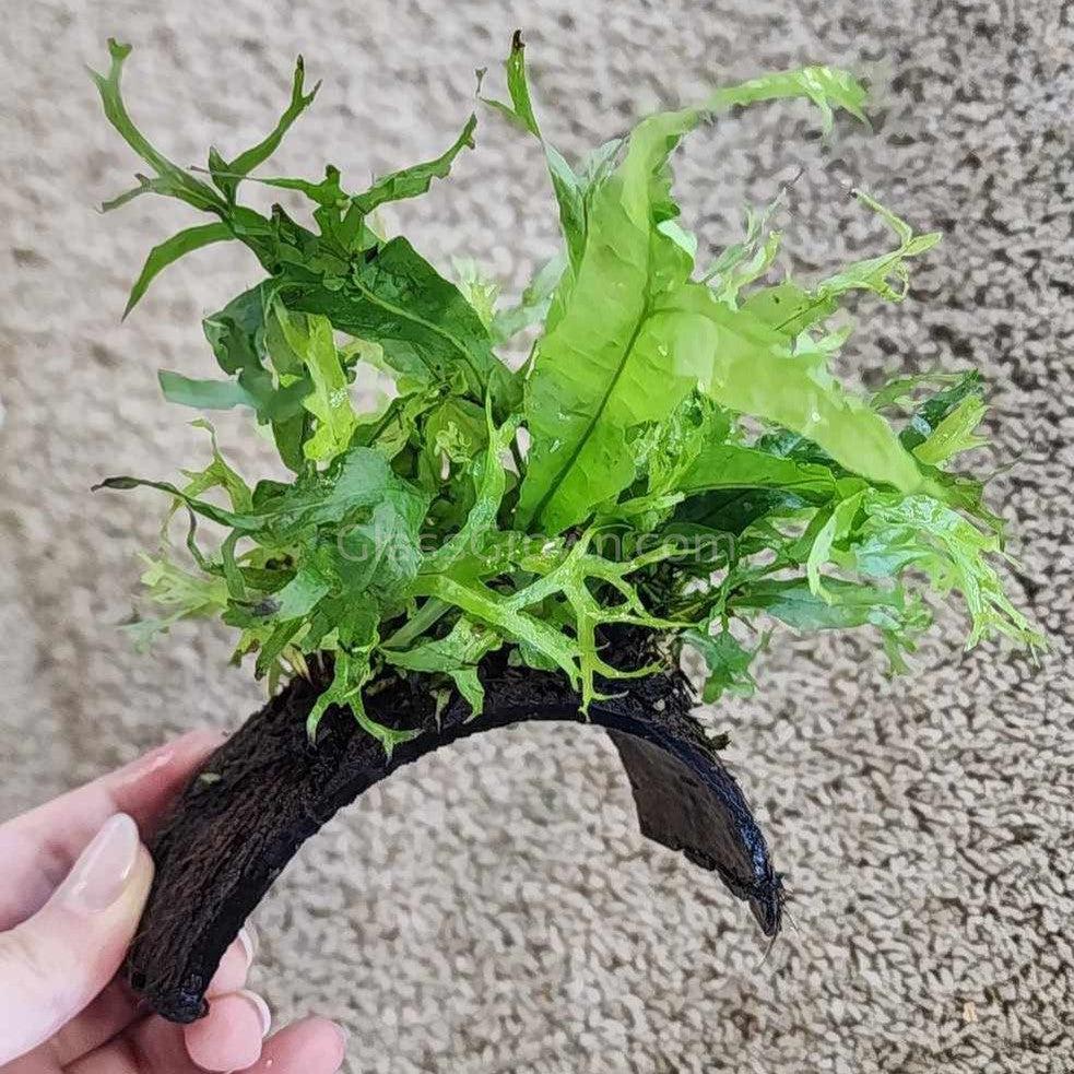 Java Fern Windelov