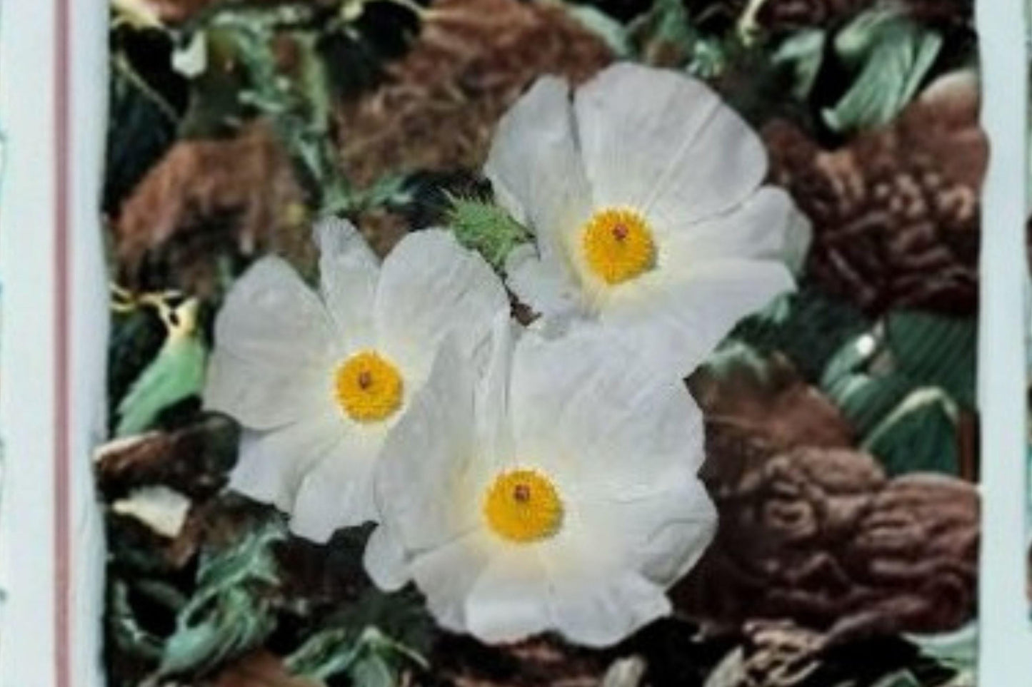 Argemone polyanthemos Prickly Poppy Seeds – Drought-Tolerant Native Wildflower for Dry Soils & Full Sun